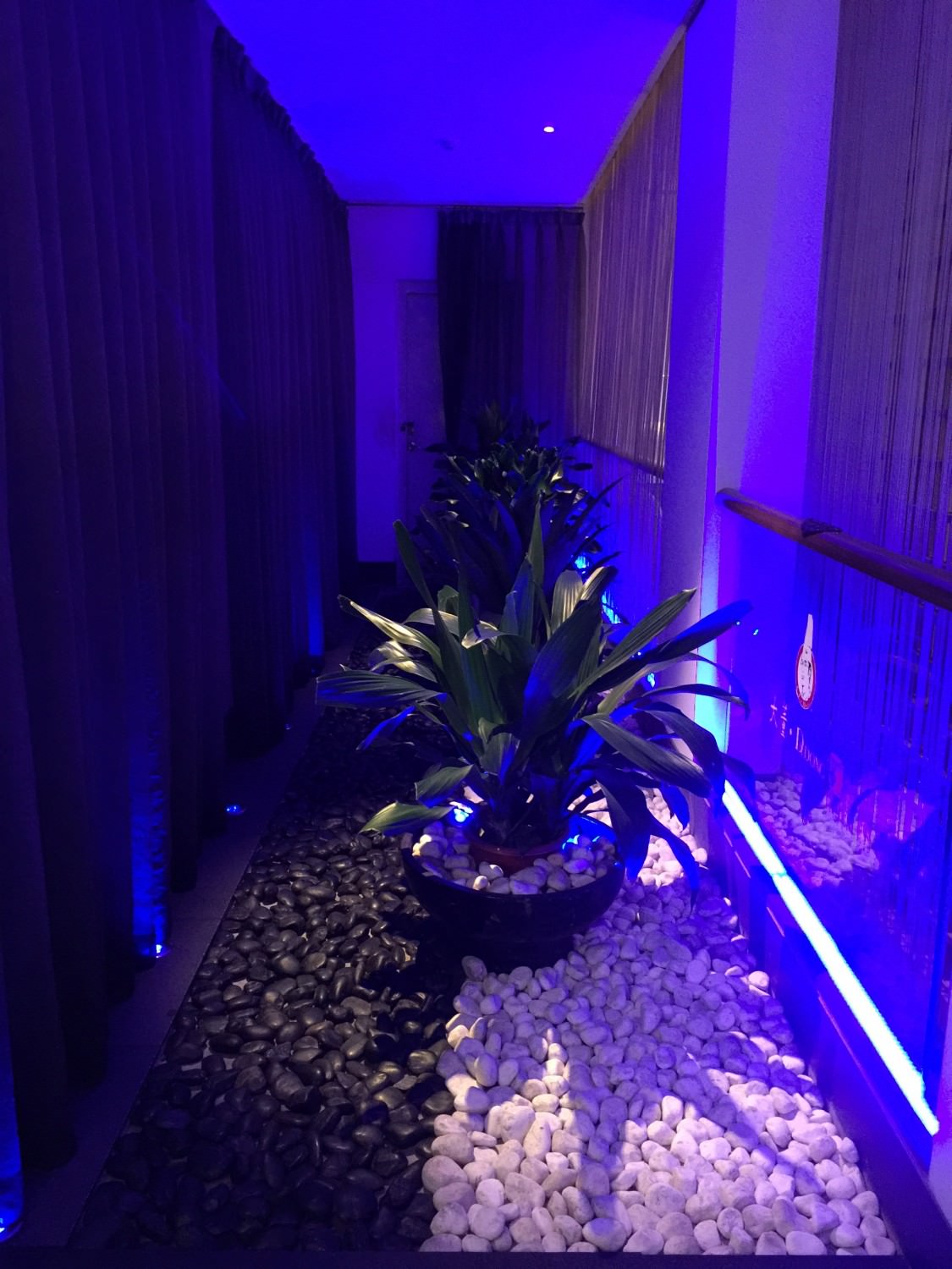 廁所前面的詭異藍色盆栽區，所謂的夜店風?